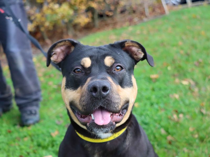 Rottweiler for adoption in Sadberge, Co Durham – 11 months old - Image 2 of 3