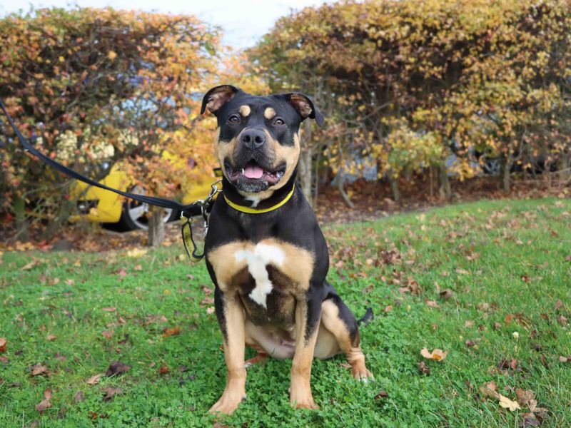 Rottweiler for adoption in Sadberge, Co Durham – 11 months old - Image 3 of 3