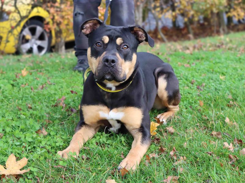 Rottweiler for adoption in Sadberge, Co Durham – 11 months old