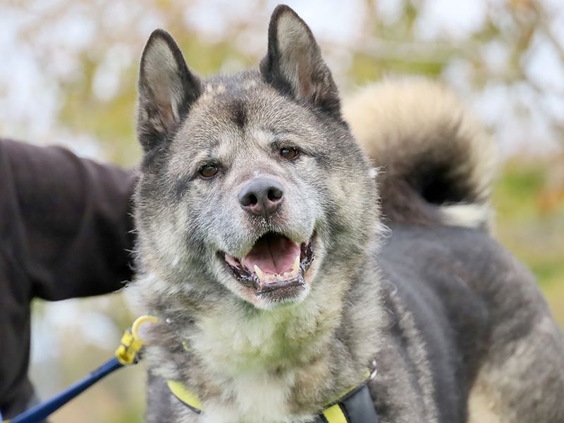Teddy, a 8 years old male Akita available for adoption from Dogs Trust in Leeds, West Yorkshire