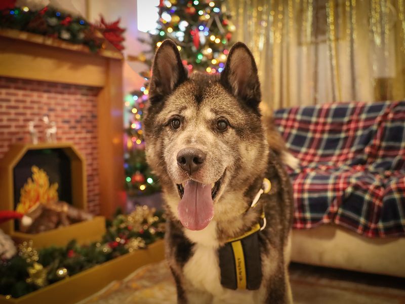 Teddy, a 8 years old male Akita available for adoption from Dogs Trust in Leeds, West Yorkshire