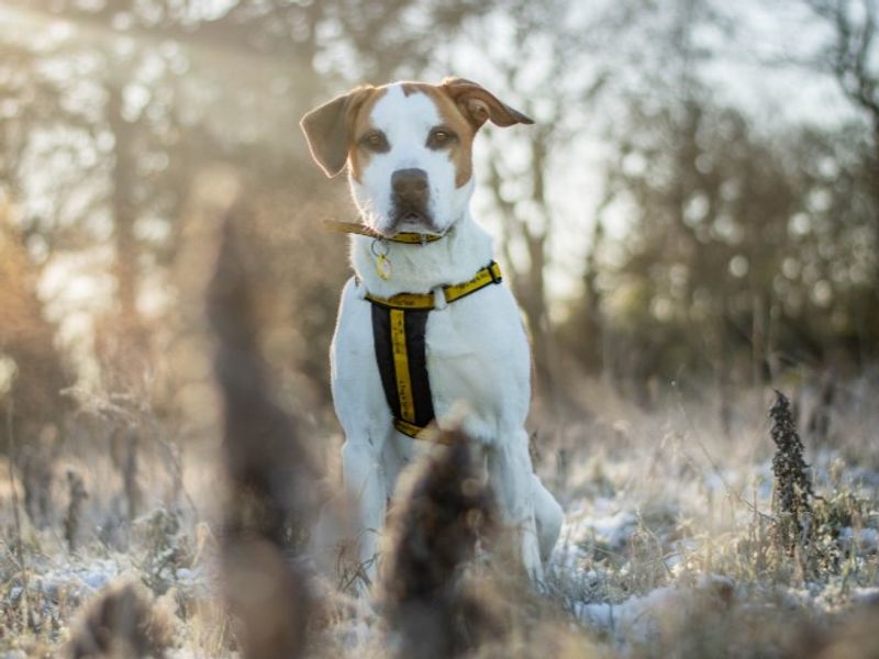 Trixie, a 6 years old female Foxhound available for adoption from Dogs Trust in Warwickshire