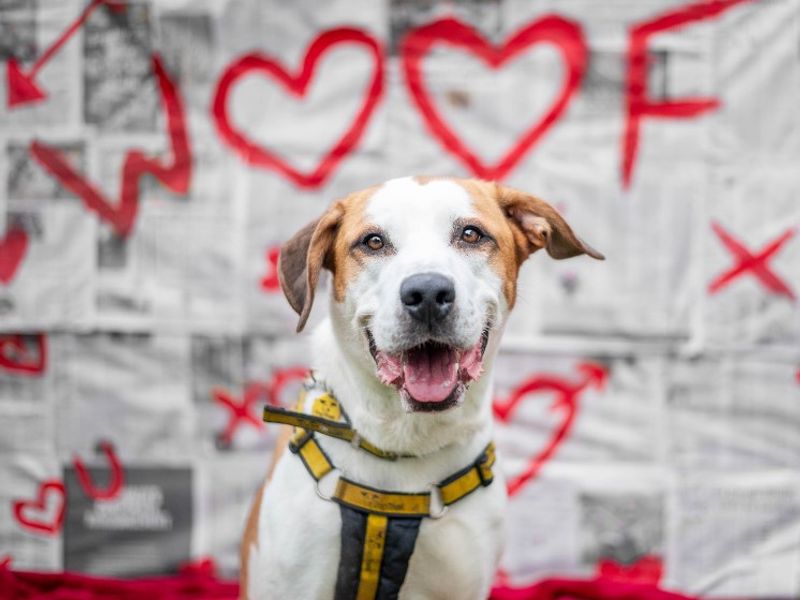 Trixie, a 6 years old female Foxhound available for adoption from Dogs Trust in Kenilworth, Warwickshire