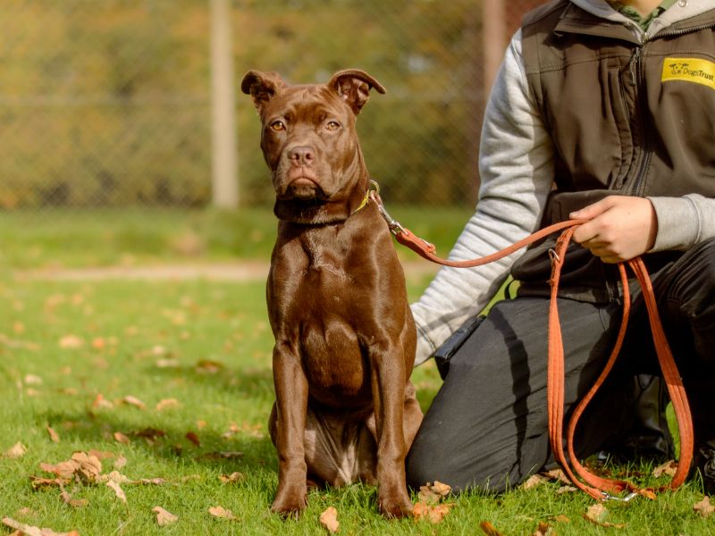 Cane Corso for adoption in Kenilworth, Warwickshire – 8 months old - Image 5 of 5