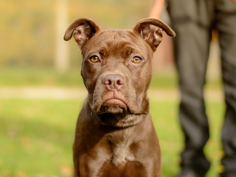 Cane Corso for adoption in Kenilworth, Warks – 6 months old