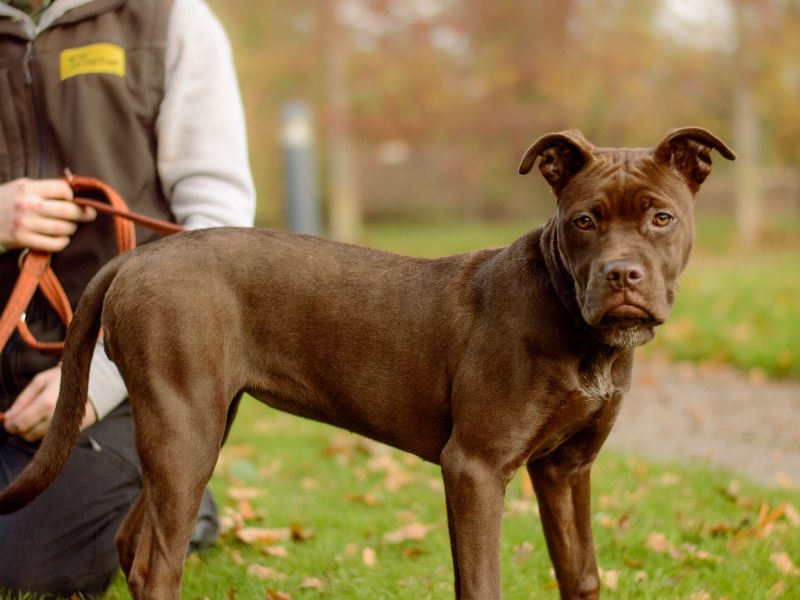 Cane Corso for adoption in Kenilworth, Warwickshire – 8 months old - Image 4 of 5