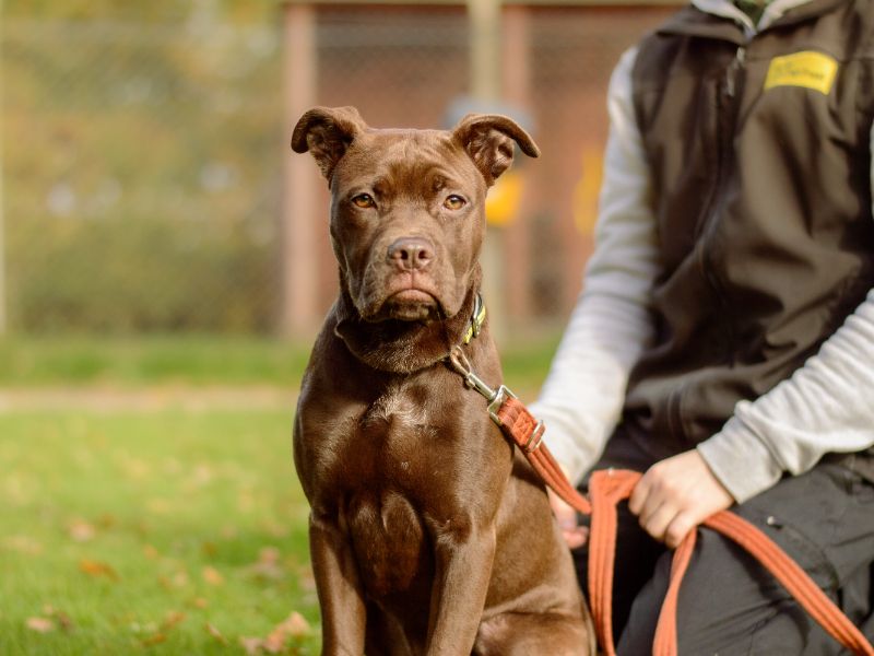 Cane Corso for adoption in Kenilworth, Warwickshire – 8 months old - Image 3 of 5