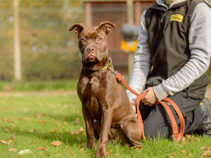 Cane Corso for adoption in Kenilworth, Warwickshire – 8 months old - Image 2 of 5