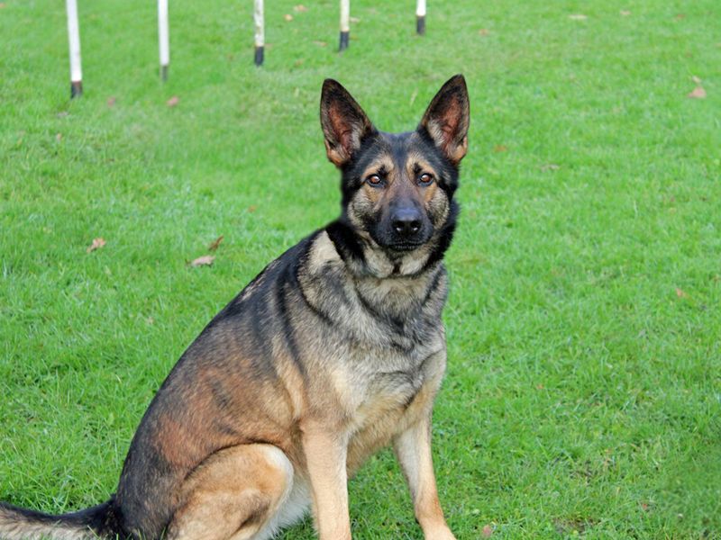 German Shepherd for adoption in Liverpool, Merseyside – 5 years old - Image 3 of 5
