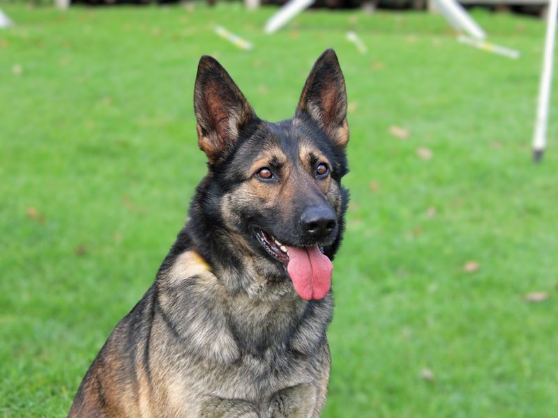German Shepherd for adoption in Liverpool, Merseyside – 5 years old - Image 4 of 5