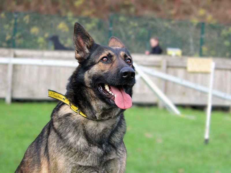 German Shepherd for adoption in Liverpool, Merseyside – 5 years old - Image 5 of 5