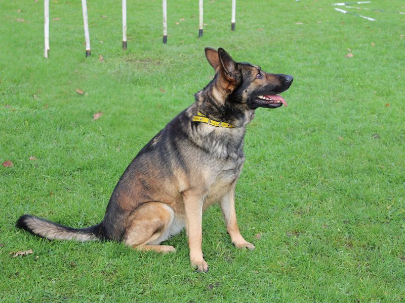 German Shepherd for adoption in Liverpool, Merseyside – 5 years old - Image 2 of 5