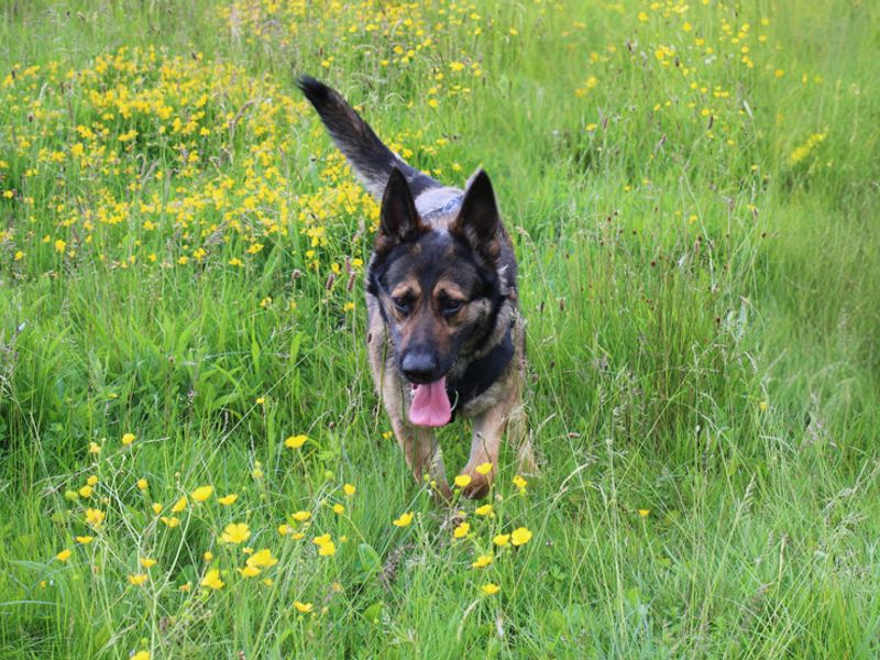 undefined | German Shepherd Dog | undefined - 4