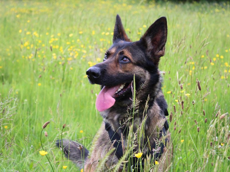 undefined | German Shepherd Dog | undefined - 1