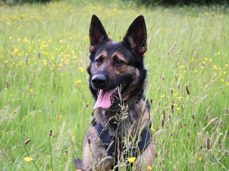 undefined | German Shepherd Dog | undefined - 3
