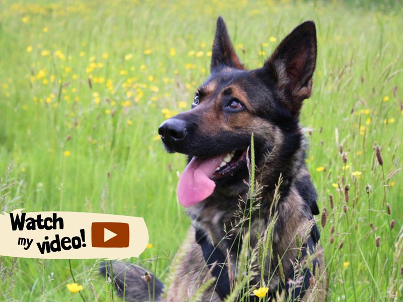 Riley | German Shepherd Dog | Merseyside (Liverpool) - 1