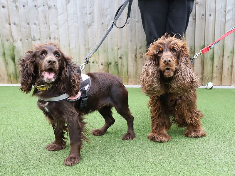Cocker Spaniel for adoption in Leeds, Yorkshire – 3 years old
