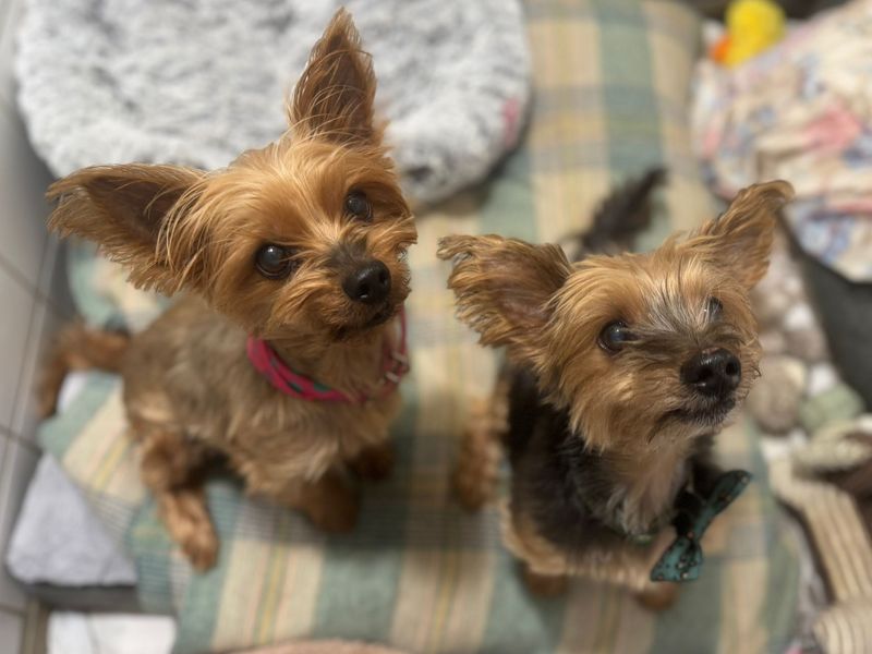 Yorkshire Terrier for adoption in Uxbridge, Greater London – 12 years old - Image 2 of 2