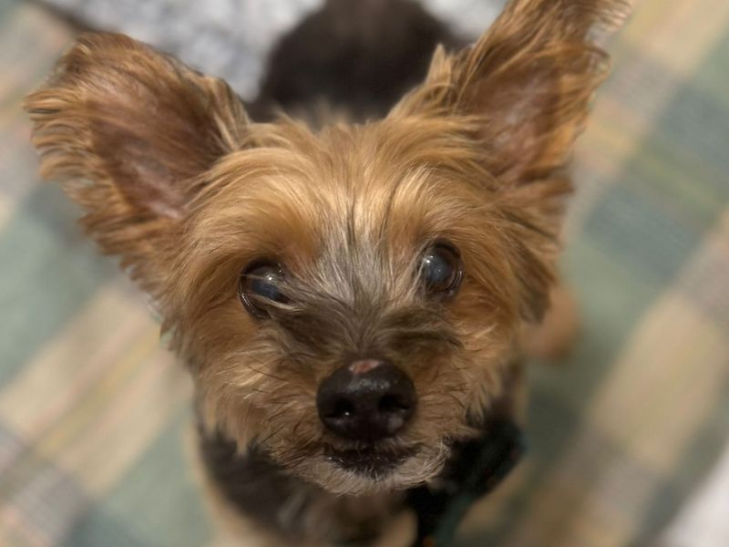 Yorkshire Terrier for adoption in Uxbridge, London – 11 years old