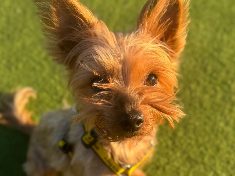 Yorkshire Terrier for adoption in Uxbridge, London – 11 years old