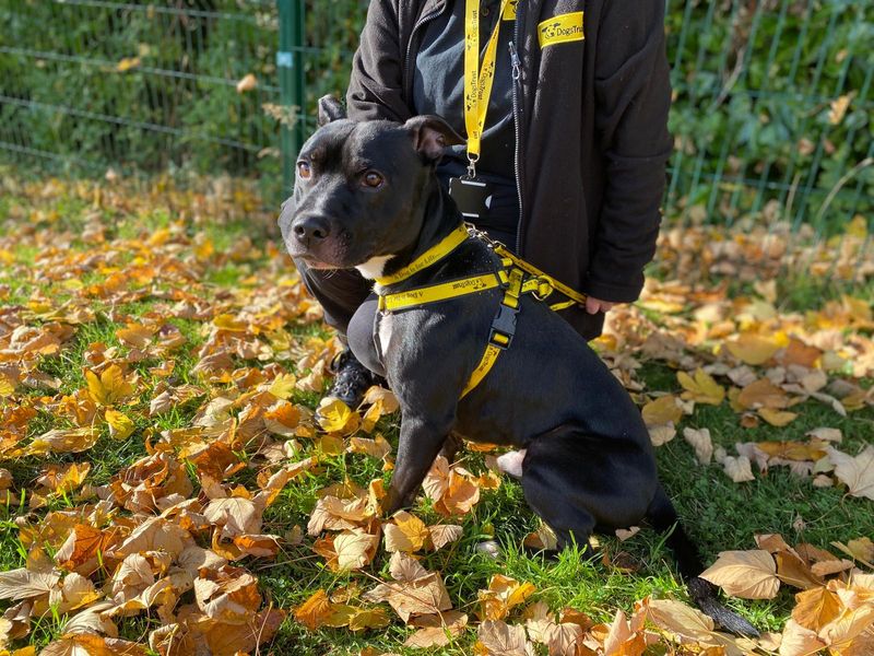 Staffordshire Bull Terrier for adoption in , – 3 years old