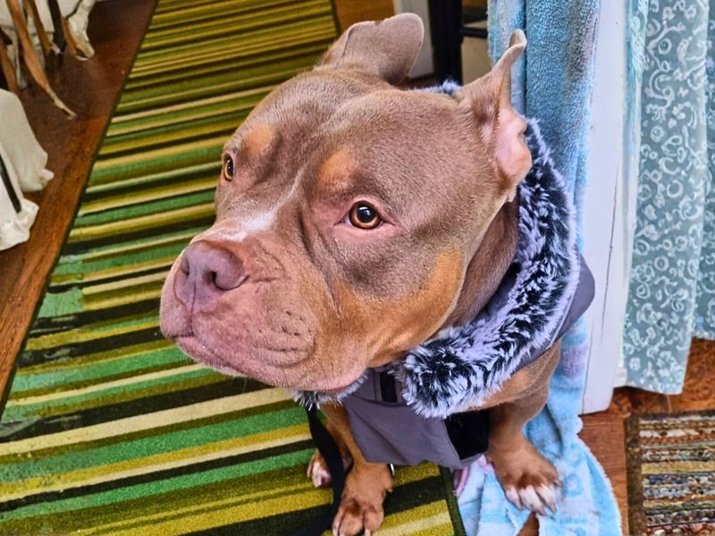 Nova, a 4 years old female Unknown available for adoption from Dogs Trust in Manchester, Greater Manchester