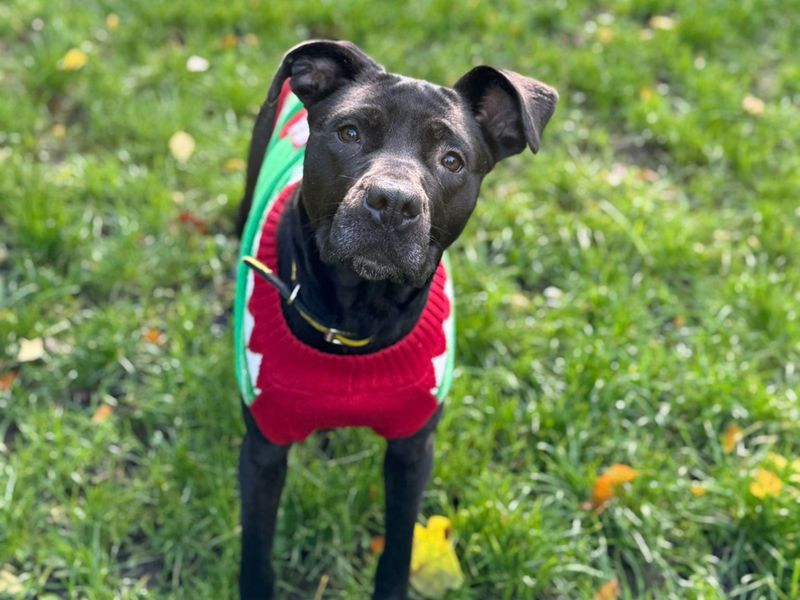 Staffordshire Bull Terrier for adoption in Liverpool, Merseyside – 1 year old