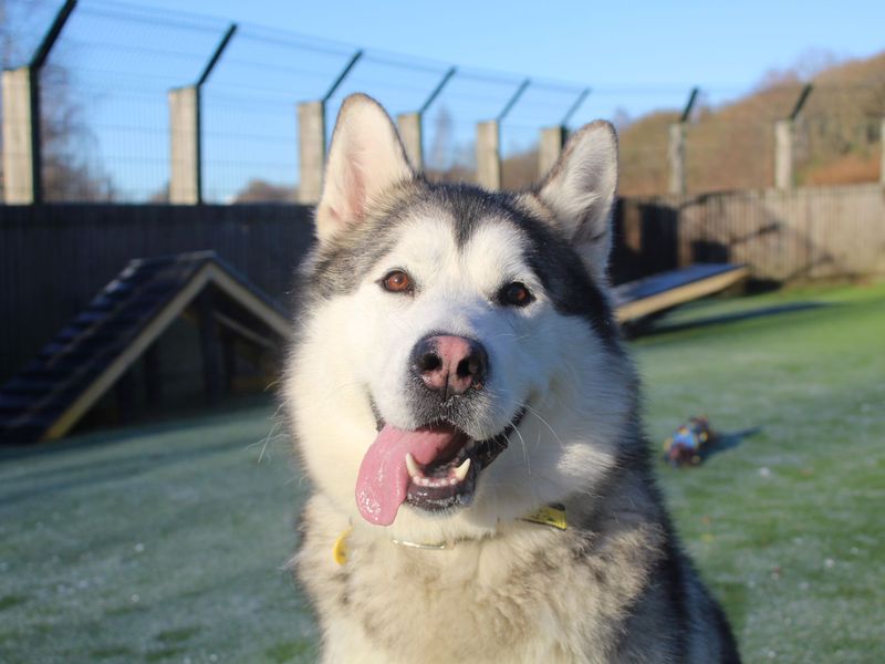 Alaskan Malamute for adoption in Glasgow, Scotland – 2 years old - Image 3 of 4
