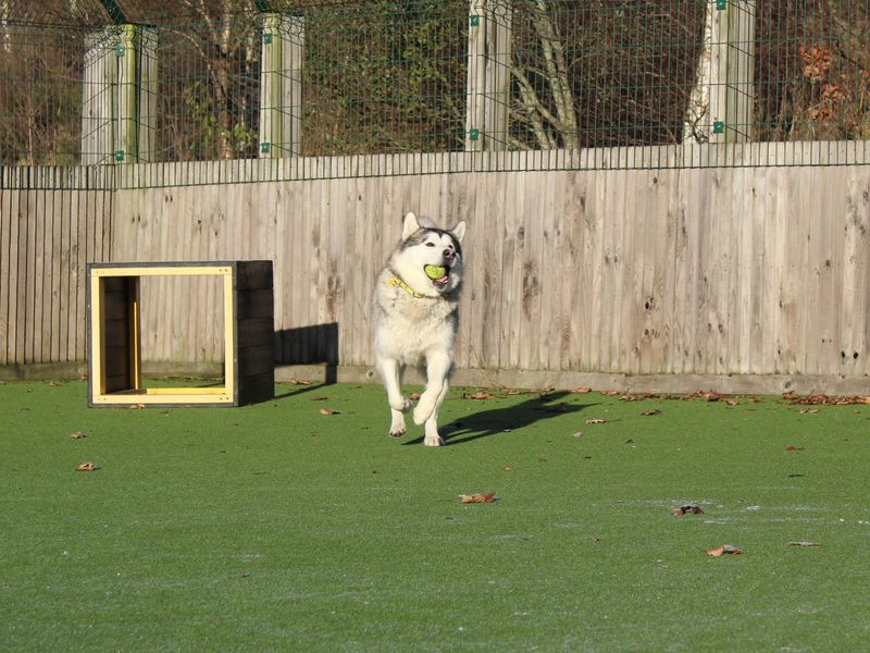 Alaskan Malamute Dogs And Puppies For Adoption