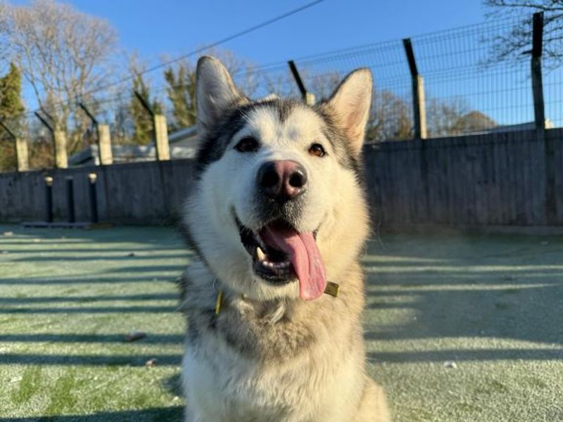 Alaskan Malamute for adoption in Glasgow, Scotland – 2 years old - Image 2 of 4