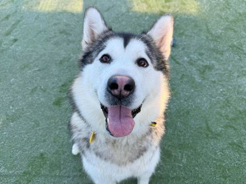 Alaskan Malamute for adoption in Glasgow, Scotland – 2 years old - Image 4 of 4