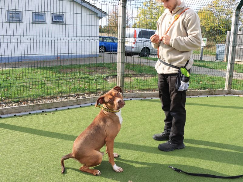 Staffordshire Bull Terrier for adoption in Evesham, Worcestershire – 1 year old