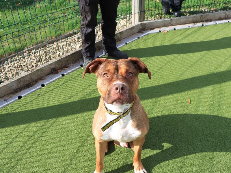 Staffordshire Bull Terrier for adoption in Evesham, Worcestershire – 1 year old - Image 2 of 2