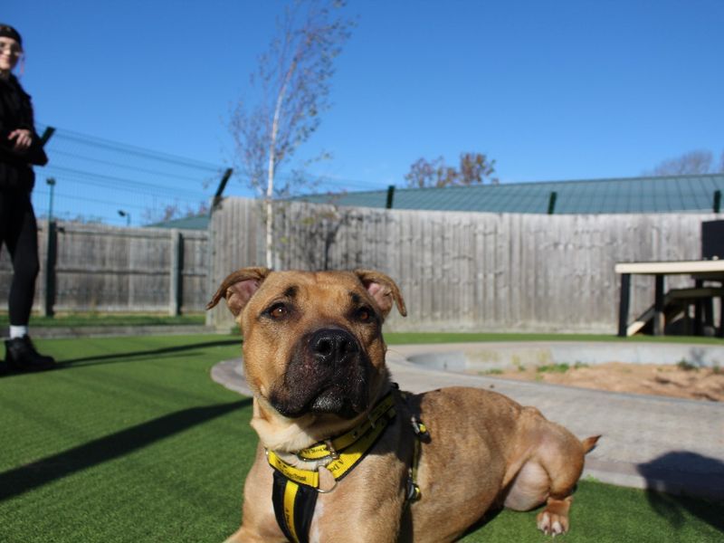 Lola | Terrier (Staffordshire Bull) Cross | Evesham (Worcestershire) - 1