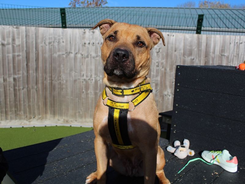 Staffordshire Bull Terrier for adoption in Evesham, Worcestershire – 2 years old - Image 3 of 3