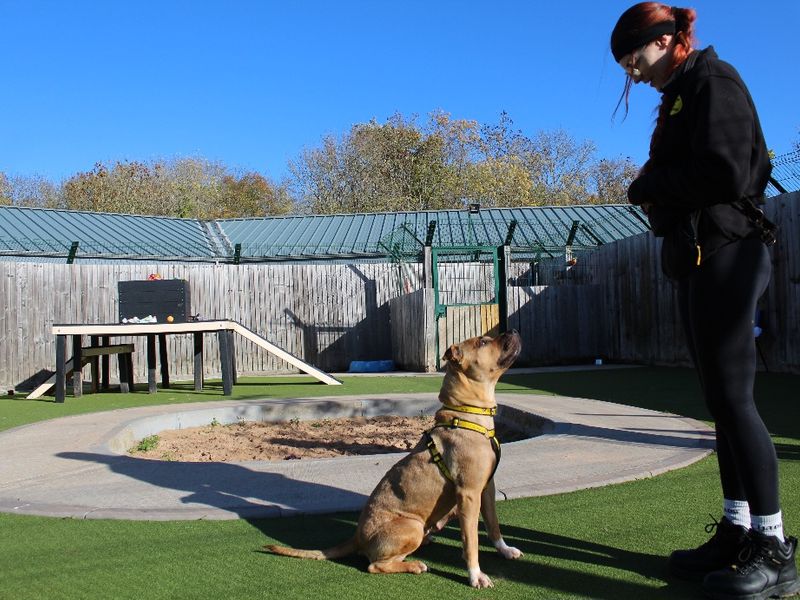 Staffordshire Bull Terrier for adoption in Evesham, Worcestershire – 2 years old - Image 2 of 3