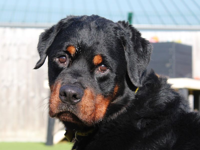 Rottweiler Dogs And Puppies For Adoption