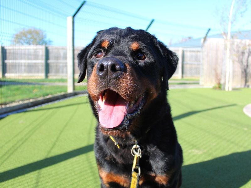 Rottweiler for adoption in Evesham, Worcestershire – 6 years old - Image 4 of 4