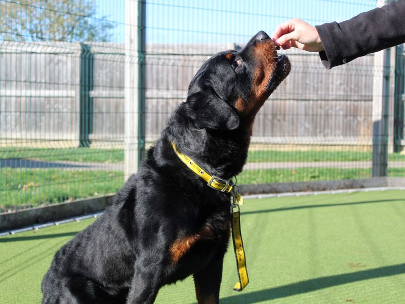 Rottweiler for adoption in Evesham, Worcestershire – 6 years old - Image 2 of 4