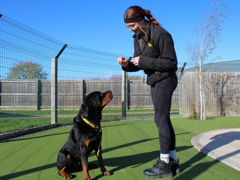 Rottweiler for adoption in Evesham, Worcestershire – 6 years old - Image 3 of 4