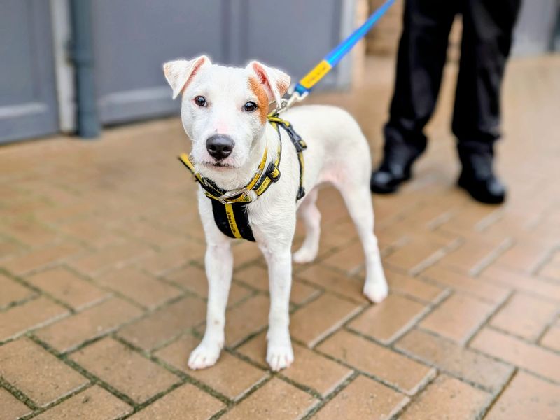 undefined | Terrier (Jack Russell) | undefined - 6