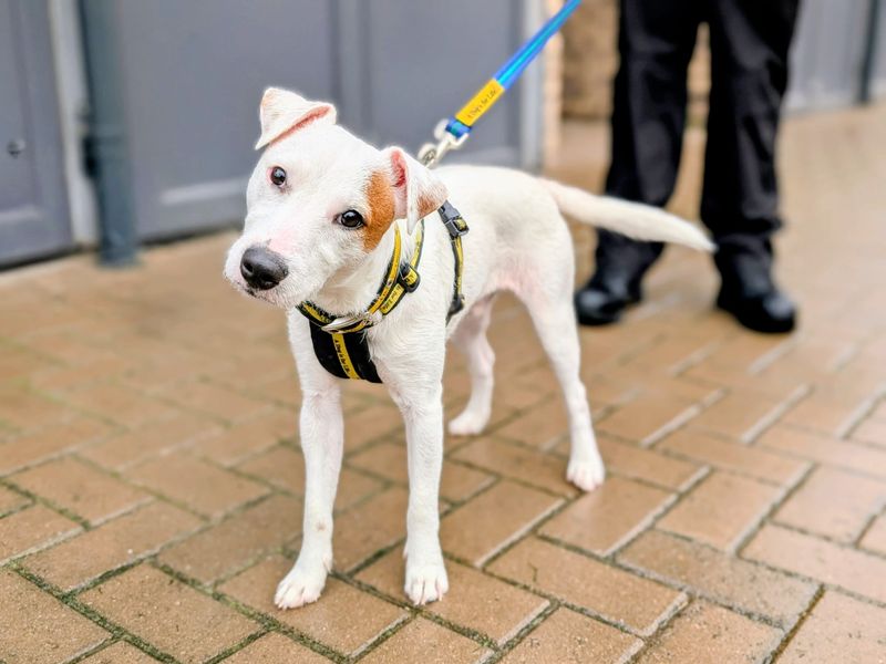 Jamie Tartt | Terrier (Jack Russell) | Cardiff - 1