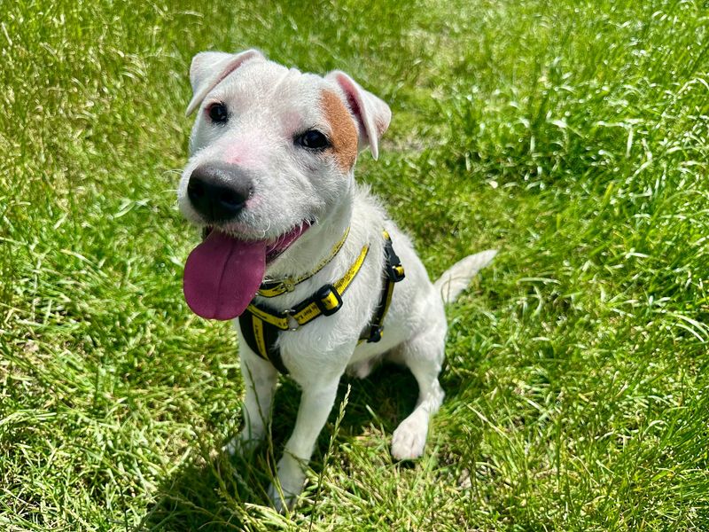 undefined | Terrier (Jack Russell) | undefined - 4