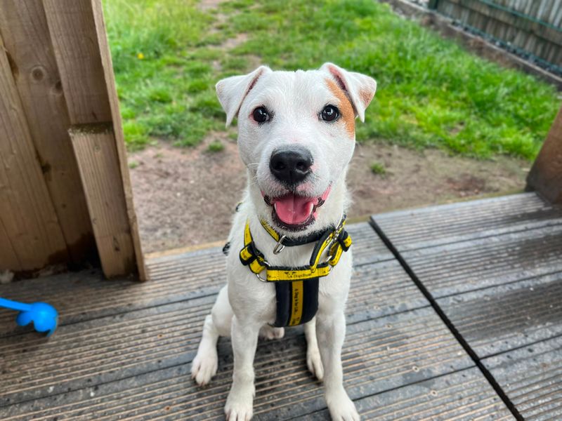 undefined | Terrier (Jack Russell) | undefined - 5