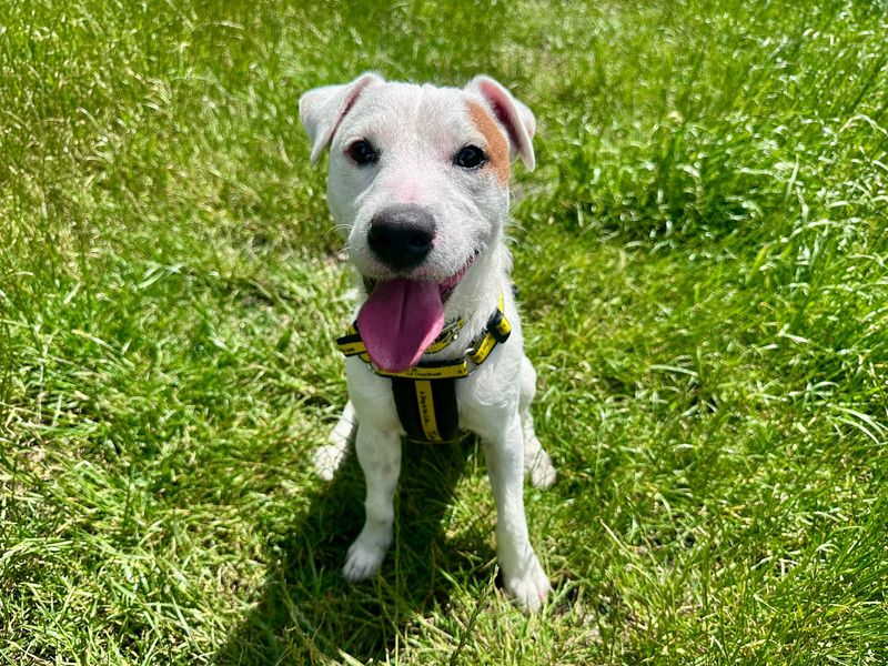 undefined | Terrier (Jack Russell) | undefined - 7
