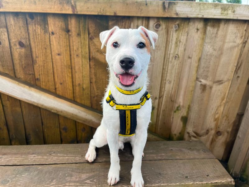 undefined | Terrier (Jack Russell) | undefined - 1