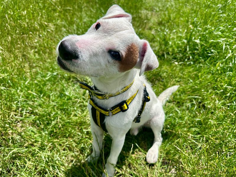 undefined | Terrier (Jack Russell) | undefined - 2