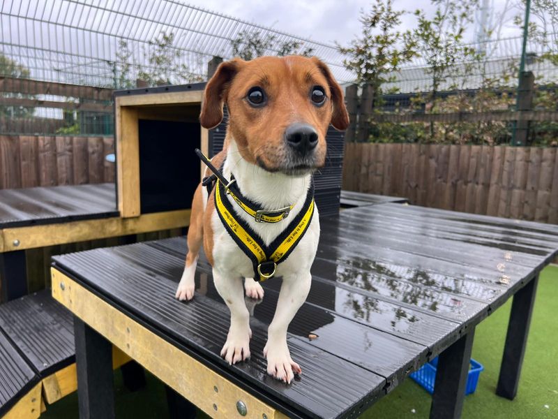 Jack Russell Terrier for adoption in Cardiff, Glamorgan – 2 years old