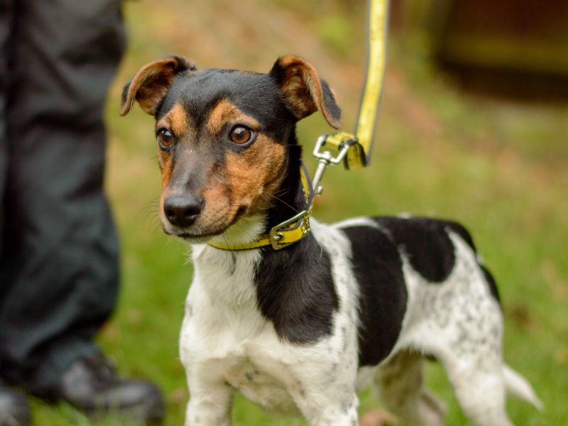 Jack Russell Terrier for adoption in Kenilworth, Warks – 8 months old
