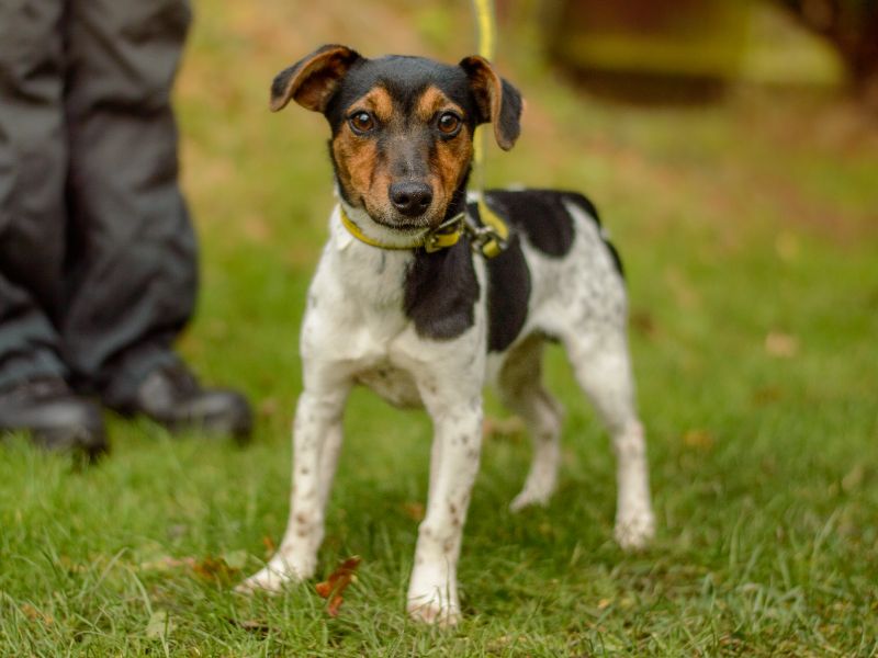 Jack Russell Terrier for adoption in Kenilworth, Warwickshire – 11 months old - Image 2 of 2